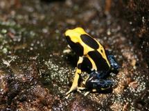 Dendrobates tinctorius, en Sipaliwini, Surinam. Dendrobates tinctorius, en Sipaliwini, Surinam.