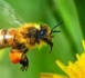 http://es.hdhod.com/Abejas-la-UE-prohibe-tres-pesticidas-a-partir-del-1-de-diciembre_a13483.html