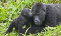 Gorilas orientales Gorilas orientales