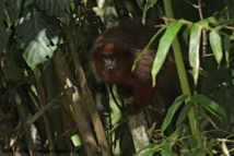 El mono Tití marrón El mono Tití marrón