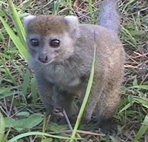 Un hapalemur Un hapalemur