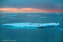 Pingüinos en el mar de Ross