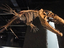 Un mosasaurio Un mosasaurio