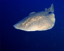 Una raya en el Mediterráneo Una raya en el Mediterráneo