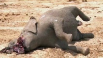 Un elefante asesinado para obtener su marfil Un elefante asesinado para obtener su marfil