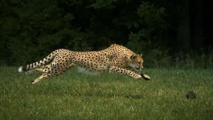 Un guepardo Un guepardo