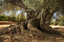 Un olivo milenario en España Un olivo milenario en España