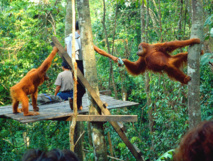 Humanos y orangutanes en Sumatra