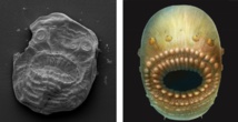 A la izquierda, el fósil del Saccorhytus, y a la derecha una representación artística de cómo  pudo haber sido.