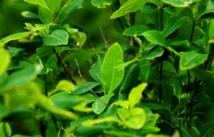 Inicia plan de sustitución voluntaria de Cultivos Ilícitos en Colombia Inicia plan de sustitución voluntaria de Cultivos Ilícitos en Colombia