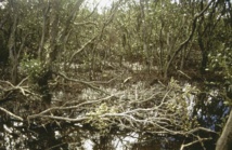 Un manglar