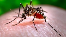 El mosquito Aedes Aegypti