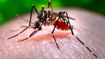 El mosquito Aedes Aegypti El mosquito Aedes Aegypti