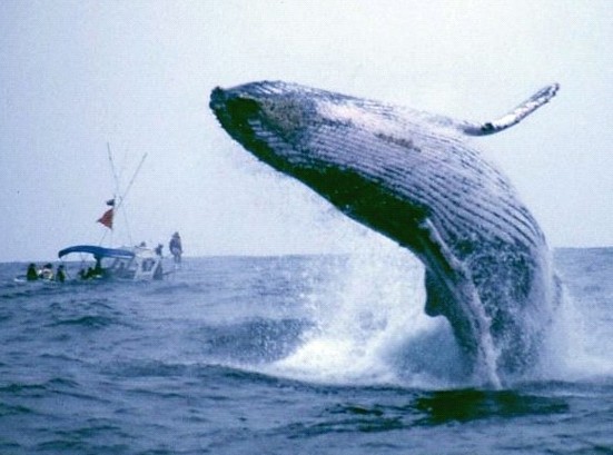Fósiles dos ballenas revelan evolución de seres terrestres a marinos
