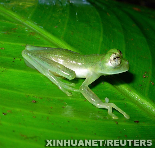 Descubren 10 especies de anfibios en frontera entre Colombia y Panamá Descubren 10 especies de anfibios en frontera entre Colombia y Panamá
