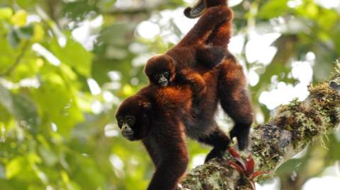 El mono choro en la lista de primates en peligro El mono choro en la lista de primates en peligro