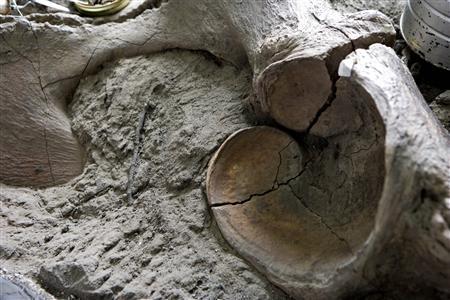 Hallado casi intacto un esqueleto de mamut en Los Ángeles