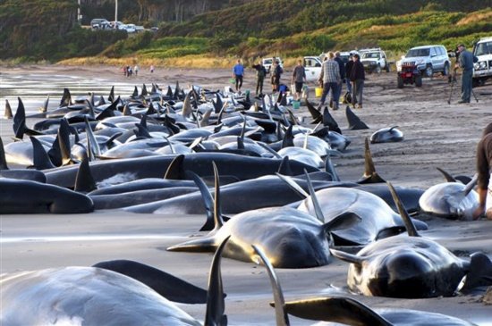 Unas 140 ballenas mueren varadas en una playa en Australia