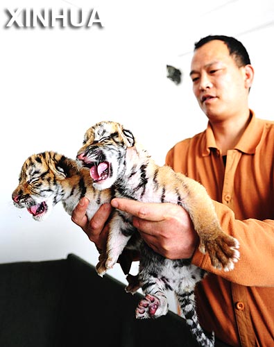 Cachorros siberianos recién nacidos en la provincia nororiental china