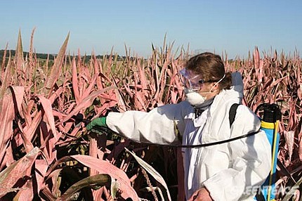 Alemania suspende cultivo de maíz transgénico de Monsanto Alemania suspende cultivo de maíz transgénico de Monsanto