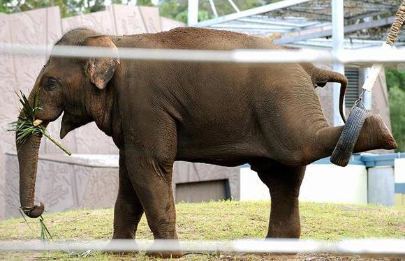 Minorías sexuales de ciudad polaca de Poznan, en defensa de elefante gay