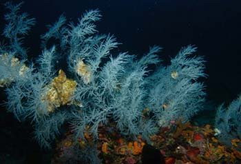 Se descubre bosque de corales negros más grande del mundo