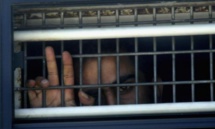 Huelga de hambre de presos palestinos entra en una fase peligrosa Huelga de hambre de presos palestinos entra en una fase peligrosa