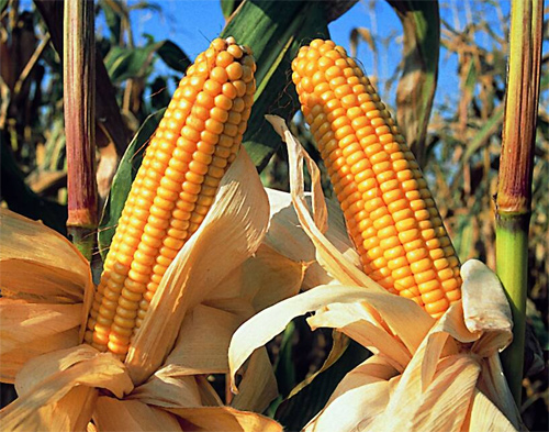 Alemania: un tribunal administrativo rechaza el recurso de Monsanto Alemania: un tribunal administrativo rechaza el recurso de Monsanto