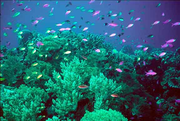 Se inaugura en Indonesia Cumbre de la Iniciativa del Triángulo de Coral Se inaugura en Indonesia Cumbre de la Iniciativa del Triángulo de Coral