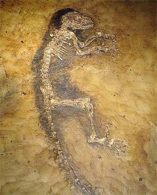 Descubren un fósil del "eslabón perdido" entre hombres y mamíferos
