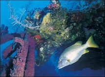 Robot submarino baja al lugar más profundo del planeta Robot submarino baja al lugar más profundo del planeta