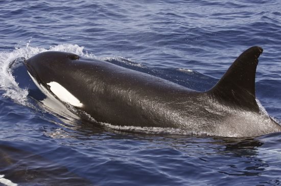Avistado en Canarias un grupo de 14 orcas