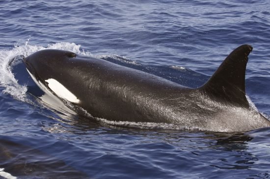 Avistado en Canarias un grupo de 14 orcas Avistado en Canarias un grupo de 14 orcas