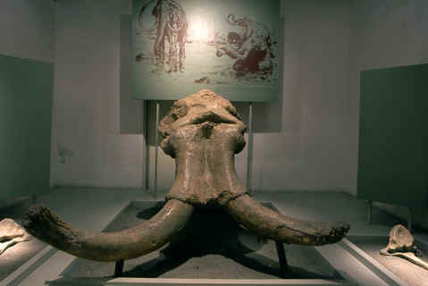 Hallazgo histórico de un cráneo de un mamut