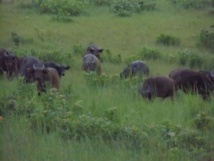 Búfalos africanos en la reserva de La Lopé