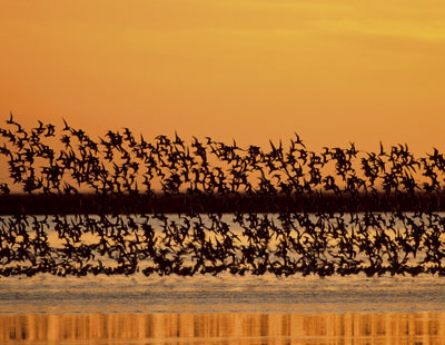 Sobrevolando Doñana Sobrevolando Doñana