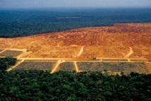 Una parte de la selva deforestada