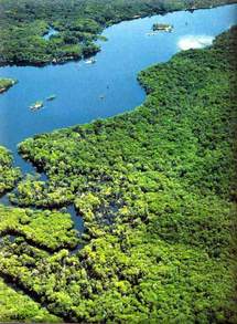 ¿Una vaca de la Amazonía en mi plato, en mi auto, en mis zapatos? No gracias