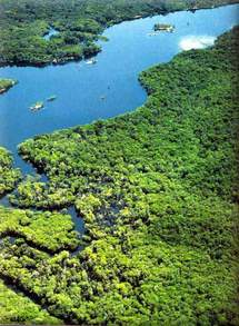 ¿Una vaca de la Amazonía en mi plato, en mi auto, en mis zapatos? No gracias ¿Una vaca de la Amazonía en mi plato, en mi auto, en mis zapatos? No gracias