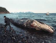Exxon Mobil se declara culpable de causar muerte de aves protegidas en EEUU Exxon Mobil se declara culpable de causar muerte de aves protegidas en EEUU