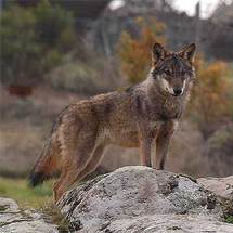 El lobo, reclamo del turismo responsable El lobo, reclamo del turismo responsable
