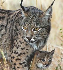 El lince iberico El lince iberico