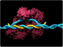 Imagen diseñada por ordenador que representa lo que hace el CRISPR-Cas9 Imagen diseñada por ordenador que representa lo que hace el CRISPR-Cas9