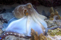 Una escena de Wonders of the sea Una escena de Wonders of the sea