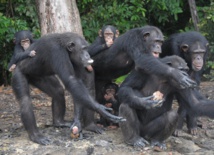 Chimpancés