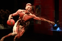 Un cadáver plastinado Un cadáver plastinado