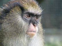 Los monos hablan un lenguaje ancestral