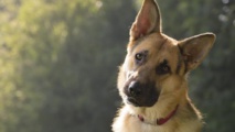 Los perros podrían usar expresiones conscientemente para comunicarse
