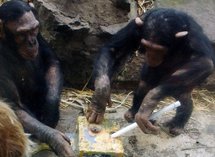 La BBC emite el primer documental rodado por once chimpancés