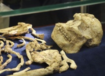 El esqueleto del australopitecus